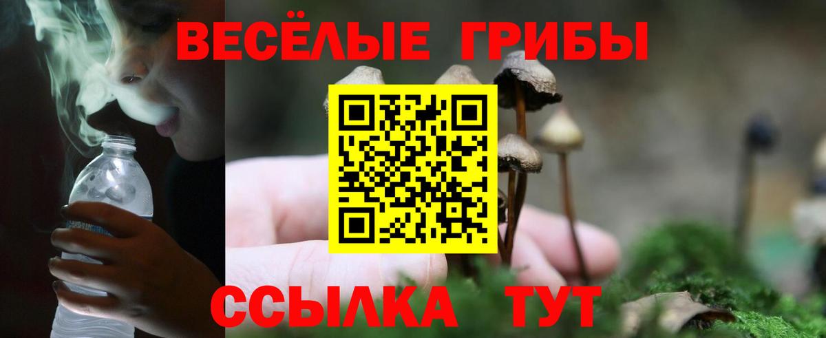 Галлюциногенные грибы Psilocybe Кузнецк